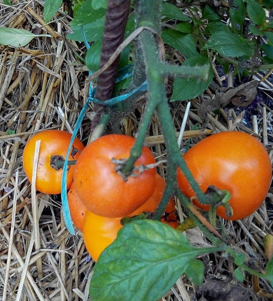 Belarus Orange